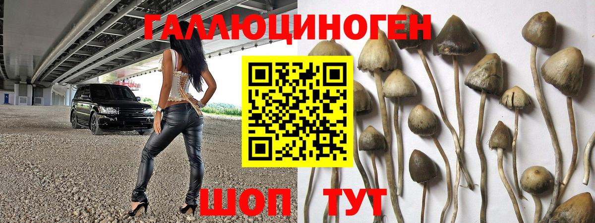 наркота  Вход с VPN  Урус-Мартан  Псилоцибиновые грибы Psilocybe 